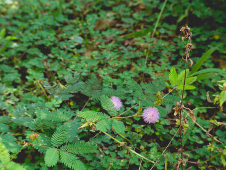 Purple flowers with leaves and natureの写真素材
