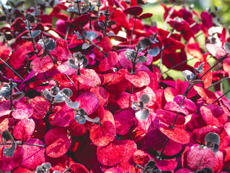 Red and black bouquet and nature