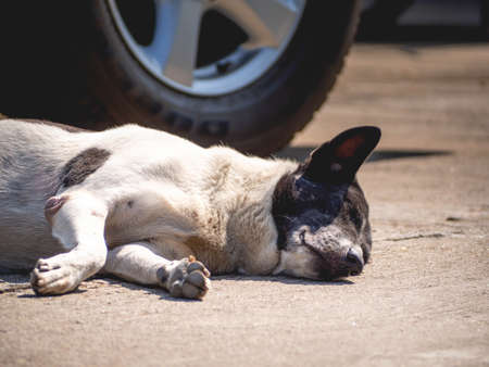 A sleeping black and white striped dogの写真素材