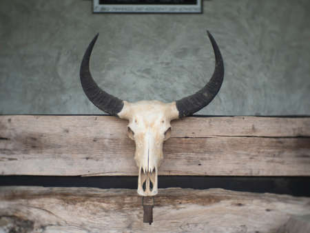 The skull of the buffalo that was fixed to the wooden wall.の写真素材
