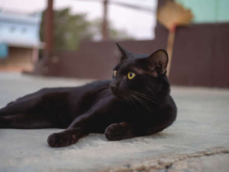 Black cat with yellow eyes