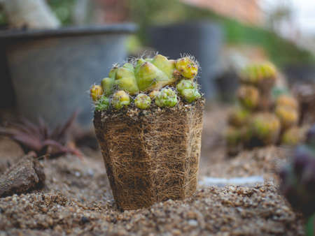 The cactus was removed from the pot until it saw its roots and placed in the sand.の写真素材
