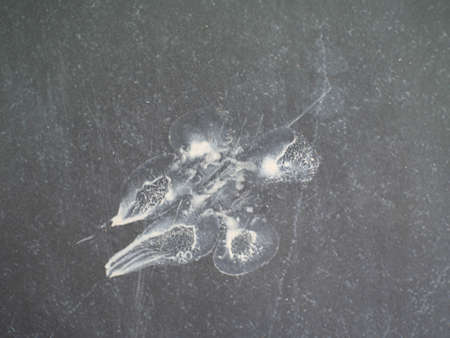 The footprints of the dog on the ground