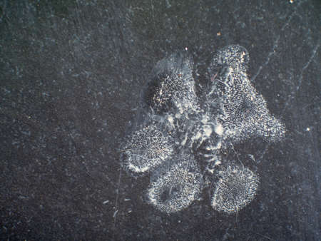 The footprints of the dog on the ground