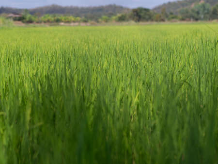 Single yellow white grass flower