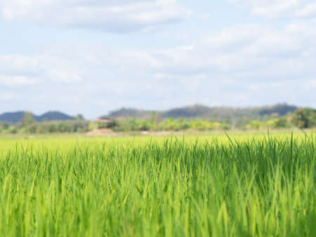 Single yellow white grass flowerの写真素材