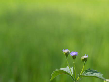 Single yellow white grass flower