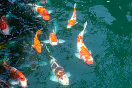 koi fish in pond at Utaradit, Thailand.の写真素材