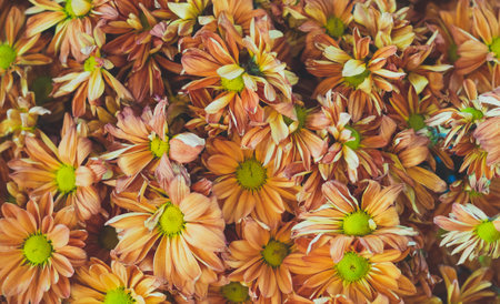 Yellow Flowers Blossoming in a Lush Autumn Garden with Vibrant Leaves