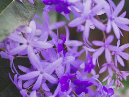 close-up is purple flower and bee