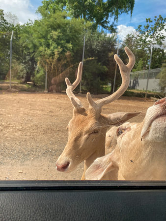 Deer in various habitats like zoos and woods