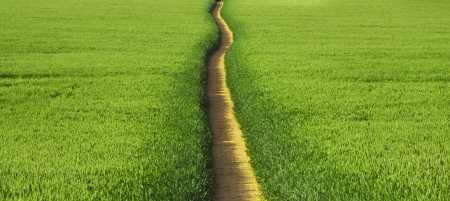 Narrow Path through Field of Barley
