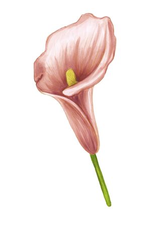 Hand drawn soft pink-beige jungle flower zantedeschia on a white background. Decorative exotic tropical element for invitations cards, textile, print and design.の写真素材