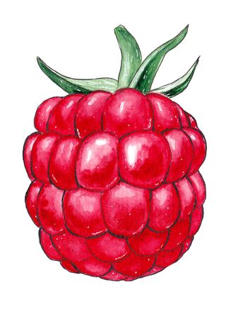 Watercolor pink raspberry food isolated on a white background illustration. Drawn creative graphic design element.の写真素材