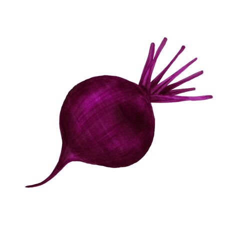 Realistic watercolor illustration of beet isolated on white background. Organic food icon. Healthy and vegetarian food.の写真素材