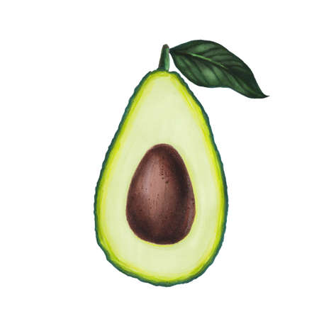 Avocado with leaf isolated on white background. Keto diet hand drawing. Organic food. Healthy eating concept, paleo products, label, banner, packaging. Decorative element for textile.の写真素材