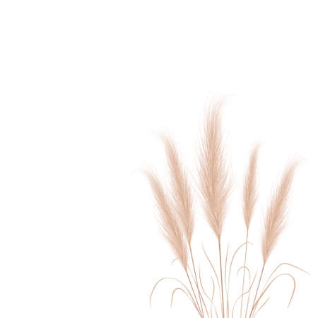 Tan pampas grass branches on white background. Floral ornament elements in boho style. Vector illustration of cortaderia selloana. New trendy home decorのイラスト素材