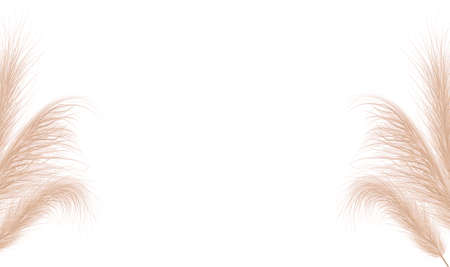 Dried natural pampas grass. Floral ornament elements in boho style. Vector illustration of cortaderia selloana. New trendy home decor. Flat lay, copy space, top viewのイラスト素材