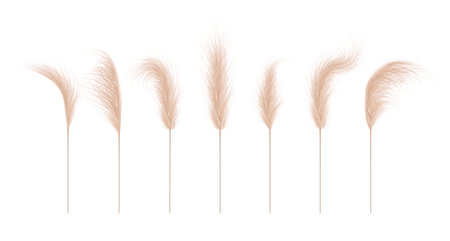 Pampas grass collection. Floral ornament elements in boho style. Vector illustration isolated on white background. Trendy design for wedding invitations, postcards, interior or flower arrangementsのイラスト素材