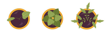 Set of spring seedlings in pots. Top view. Growing gardening plants. Vegetarian and ecological products. Vector illustration in flat cartoon style. Plant care conceptのイラスト素材