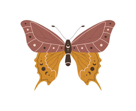 Boho butterfly. Insect with celestial elements. Witch and magic symbol. Abstract hand drawn moth. Vector illustration in bohemian styleのイラスト素材