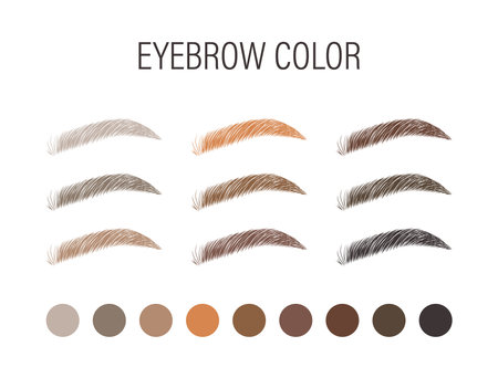 Female eyebrows in various colors. Blonde, red and dark hair. Arch brows shapes. Linear vector Illustration in trendy minimalist style. Brow bar logoのイラスト素材
