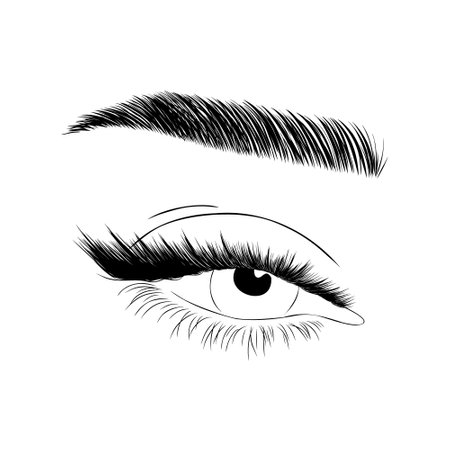 Realistic lashes on white background. Female open eyes and brows. Lamination and extension eyelashes. Beauty studio Linear vector Illustration in trendy minimalist styleのイラスト素材