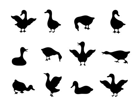 Set of gooses silhouette. Domestic and wild ducks on white background. Agriculture birds on farm. Rural wildlife. Hand drawn print. Vector illustration in flat styleのイラスト素材
