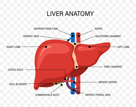 Human liver anatomy. Disease treatment icons for medical illustration and healthcare. Vector designのイラスト素材