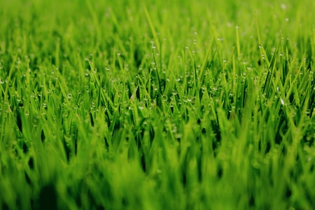 Rice seedlings 