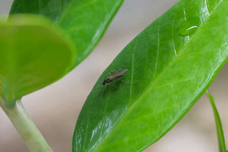 A fly sits on a green leaf of a plant in the garden.