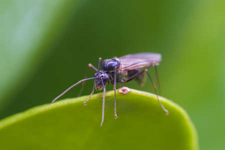 An ant giant-sized animal insect with wings standing alone on the natural green leaf.
