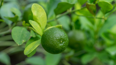 Kumquat small orangeの写真素材