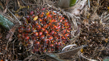 Palm seed