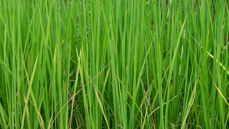 rice plant  backgroundの写真素材