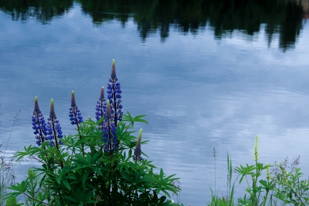 Blue lupin flowers at a lakeの写真素材