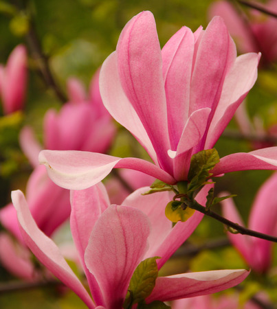 Pink Magnolia flowers in springの写真素材
