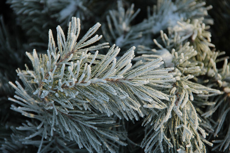 Snowy pine tree a sunny winter day