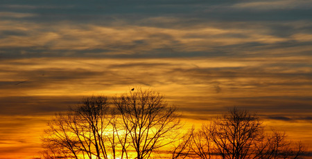 Lonely bird in tree at sunsetの写真素材