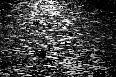 Black and white cobblestone pattern in sunlightの写真素材