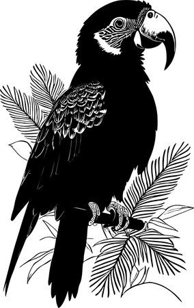 black graphic drawing silhouette of a parrot, design, monochrome graphicsのイラスト素材