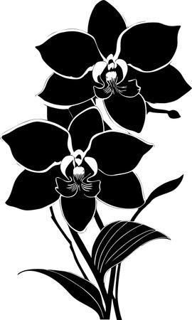 black graphic drawing of a bouquet of flowers on a white background, design, artのイラスト素材