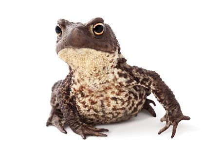 Animals have emotions as well as at people. Toad with interesting expression of curiosity. A macro view of a brown toad on a white background.の写真素材