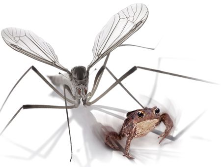 Mosquito and frog