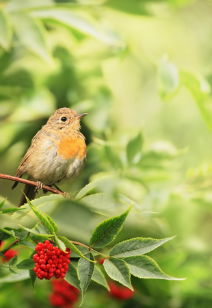 The bird is a Robin Erithacus rubecula sitting on a branch of elderberry Sambucus. 	The end of summer, beginning of autumn.の写真素材