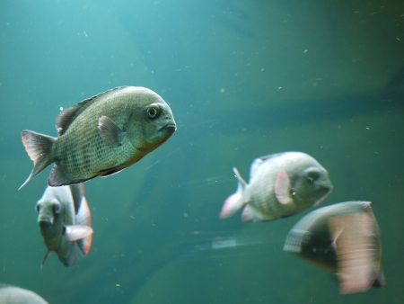 Cold Water Fishの写真素材