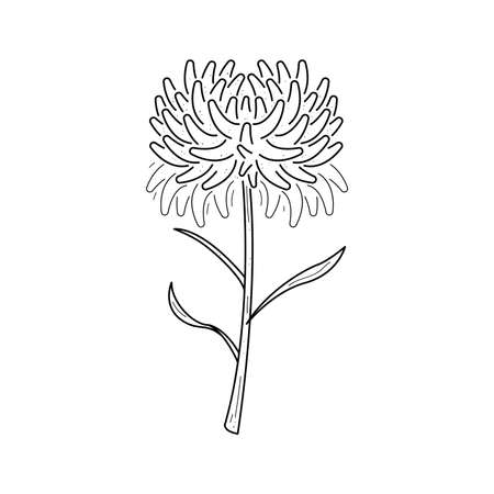 Abstract Hand Drawn Flower Plant Leaf Leaves Botanic Floral Nature Bloom Doodle Concept Vector Design Outline Style On White Background Isolatedのイラスト素材