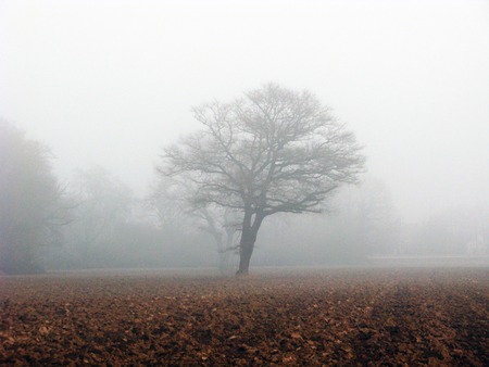 Tree in a forest clearing with thick fogの写真素材