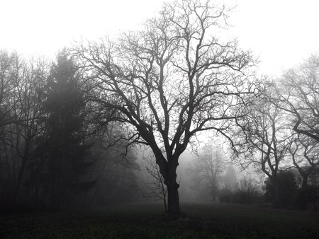 Photo of a tree in the darkness mysterious haunted forest under the fogの写真素材