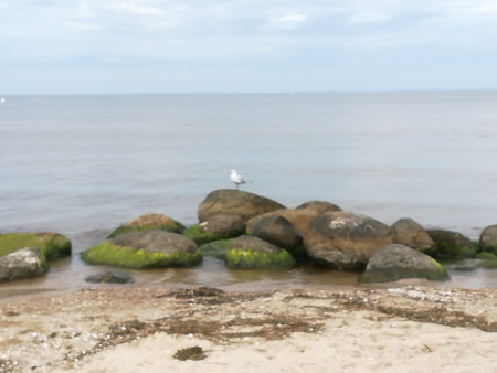 Seagulls on the rocks on the Blacksea coast.の写真素材